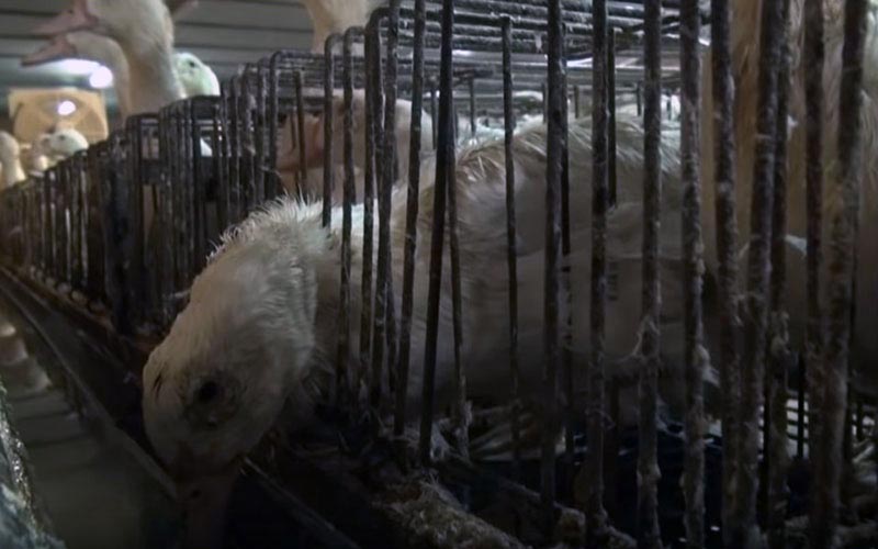 Un canard baissant la tête à travers les barreaux de sa cage.