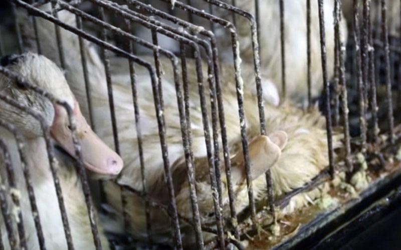 Des canards confinés dans des cages métalliques exiguës et sales.