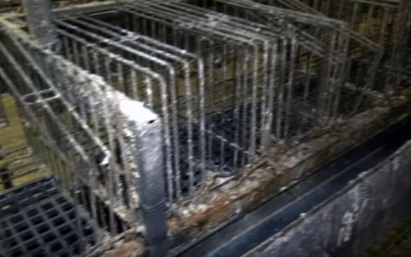 Vue rapprochée de cages métalliques vides et encrassées dans l'élevage.