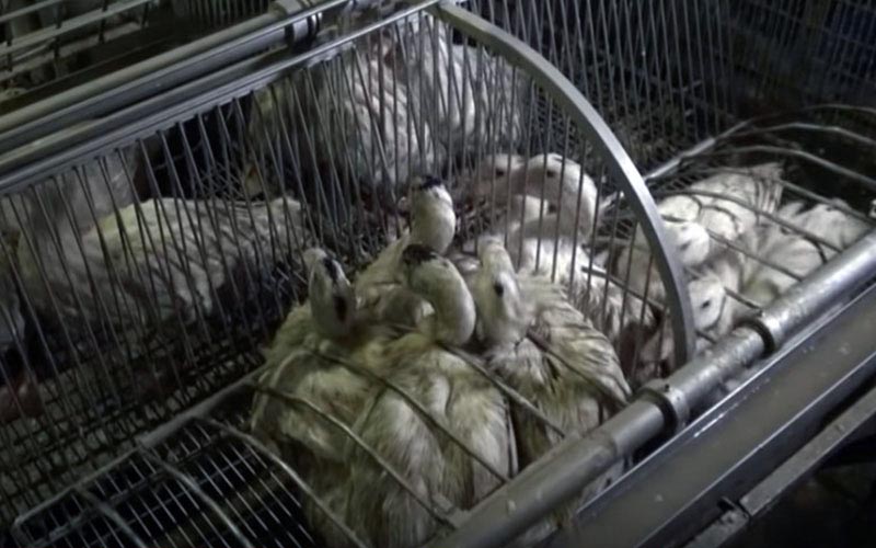 Des canards confinés ensemble dans une cage métallique arrondie.