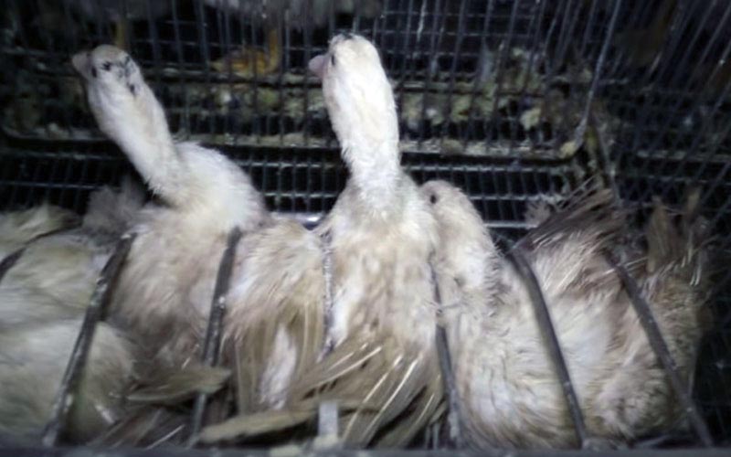 Des canards serrés dans des cages métalliques individuelles.