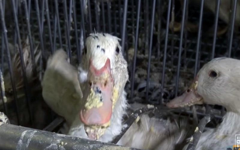 Gros plan sur un canard avec des résidus de gavage sur le bec à travers les barreaux.