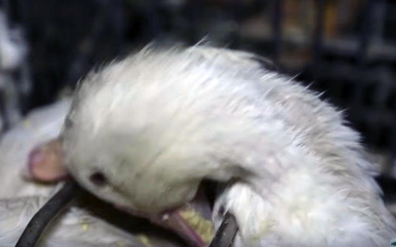 Gros plan sur un canard essayant de bouger la tête dans sa cage.