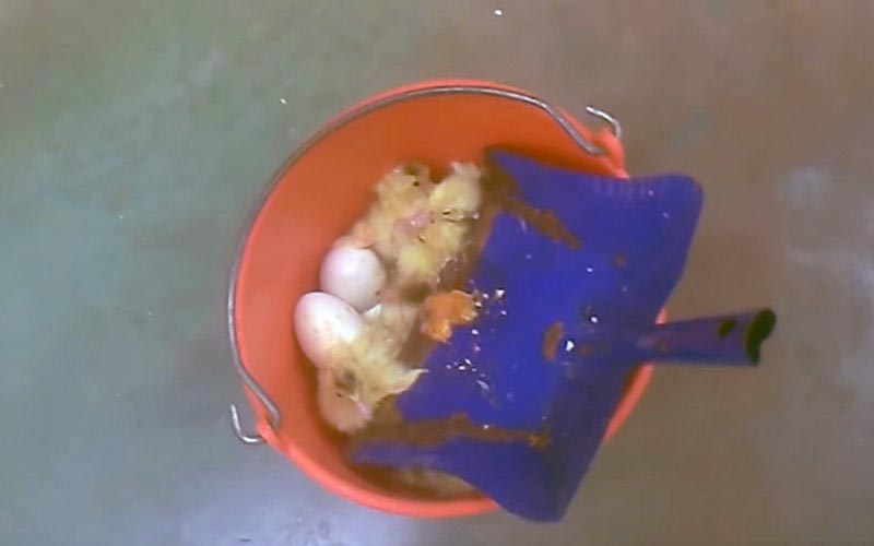 Un seau orange contenant de petits canetons et des oeufs à côté d'une pelle bleue.