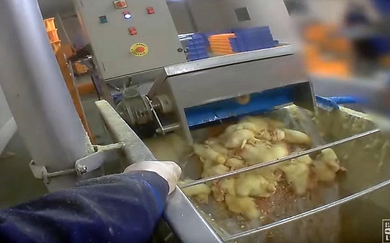 Vue d'un employé manipulant un mécanisme industriel au-dessus d'un bac de canetons.