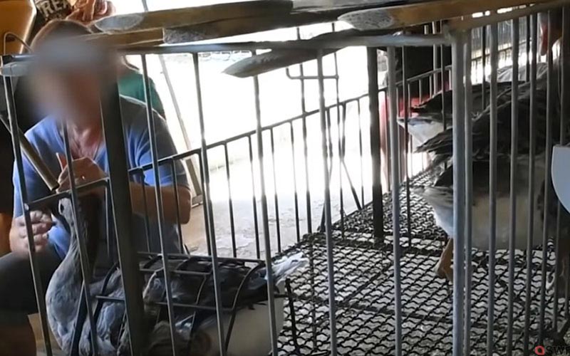 Une personne pratiquant le gavage d'une oie confinée dans une cage métallique.