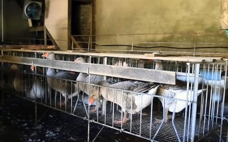 Des oies alignées dans des cages métalliques individuelles à l'intérieur d'un élevage.