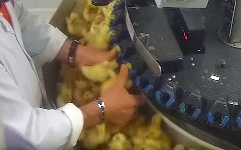 Un employé manipulant un grand nombre de jeunes canetons près d'une machine de tri.