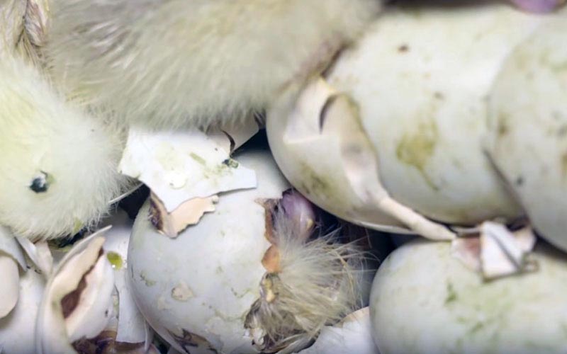 De jeunes canetons émergeant de coquilles d'oeufs brisées dans un incubateur.
