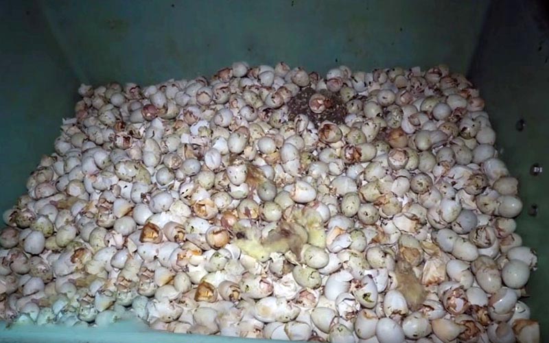 Vue d'un grand bac rempli d'une grande quantité de coquilles d'oeufs vides.