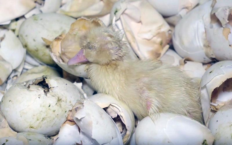 Un jeune caneton couché au milieu de nombreux fragments de coquilles d'oeufs.