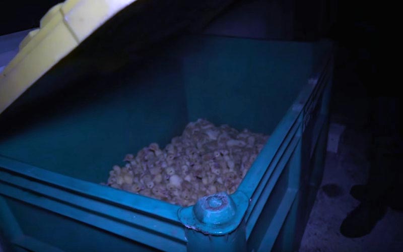 Un grand bac en plastique vert partiellement ouvert contenant de nombreux canetons entassés.