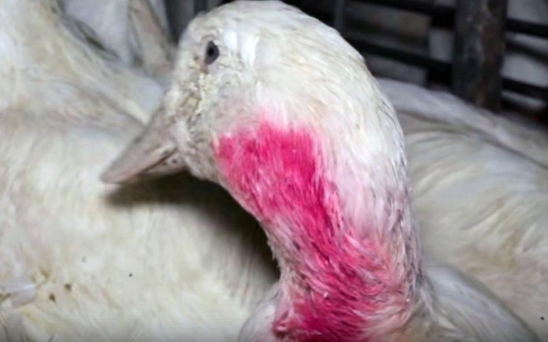 Gros plan sur la tête et le cou déplumé ou irrité d'un canard adulte.