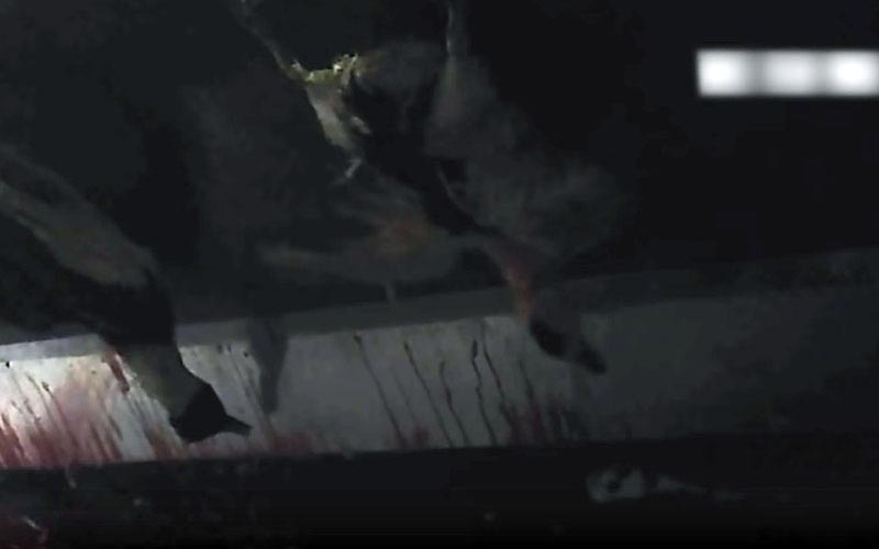 Des canards suspendus par les pattes au-dessus d'une surface maculée de sang dans un abattoir.