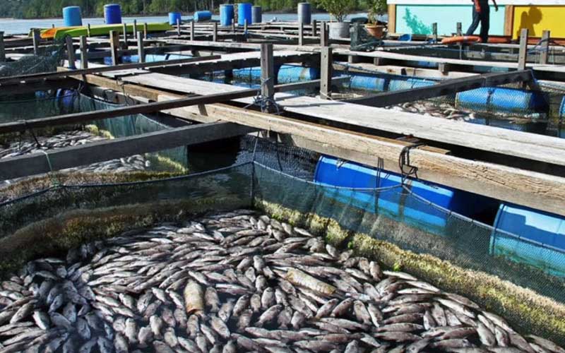 Des poissons morts flottant à la surface d'enclos de pisciculture en plein air.