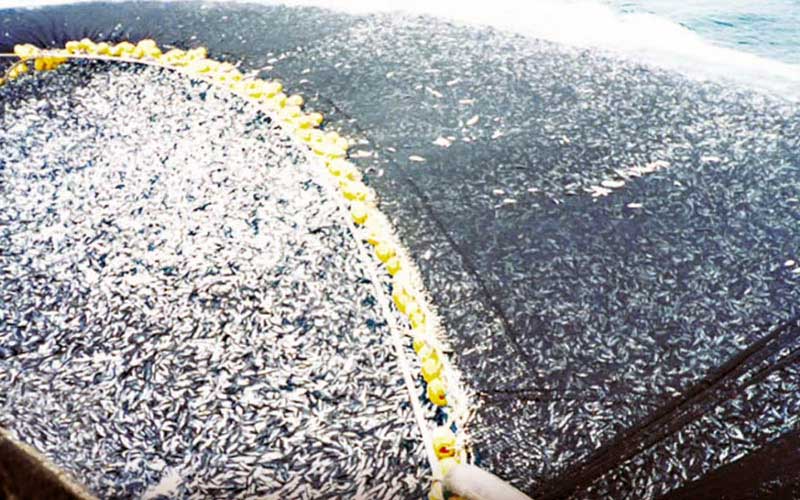 Une grande quantité de poissons capturés dans un filet de pêche en mer.