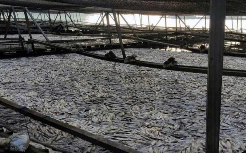 Une vue générale de bassins d'élevage remplis d'un grand nombre de poissons morts.