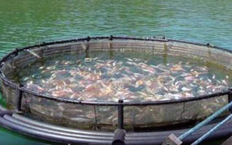 Un enclos de pisciculture circulaire en milieu aquatique avec des poissons nageant à l'intérieur.