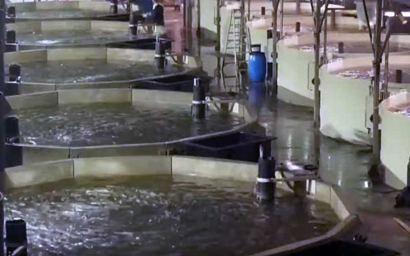 Une installation intérieure de pisciculture avec plusieurs bassins circulaires alignés.