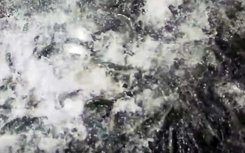 Une vue rapprochée de nombreux poissons vivants regroupés dans un espace restreint.