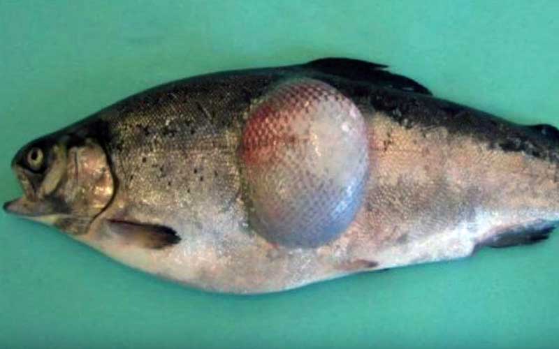 Un poisson présentant une importante boursouflure ou tumeur anormale sur le flanc.