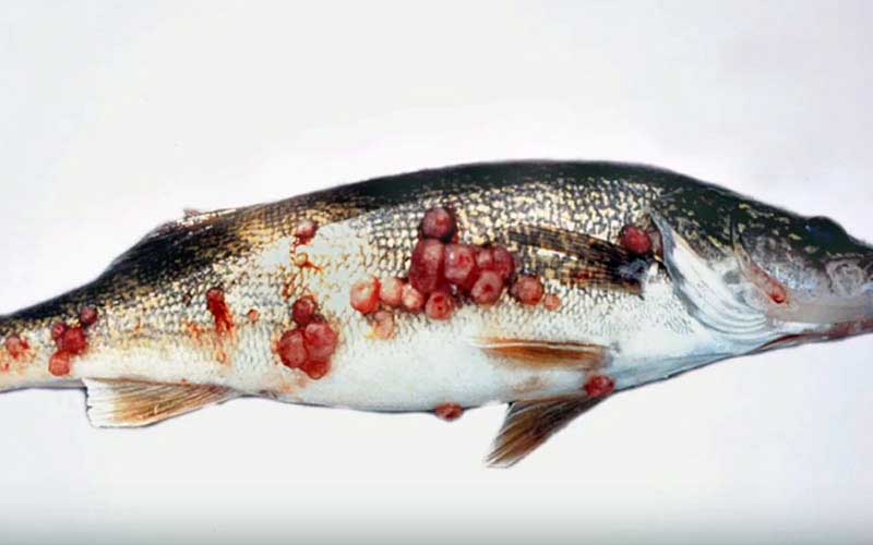 Un poisson portant de multiples lésions et excrescences rouges sur tout le corps.