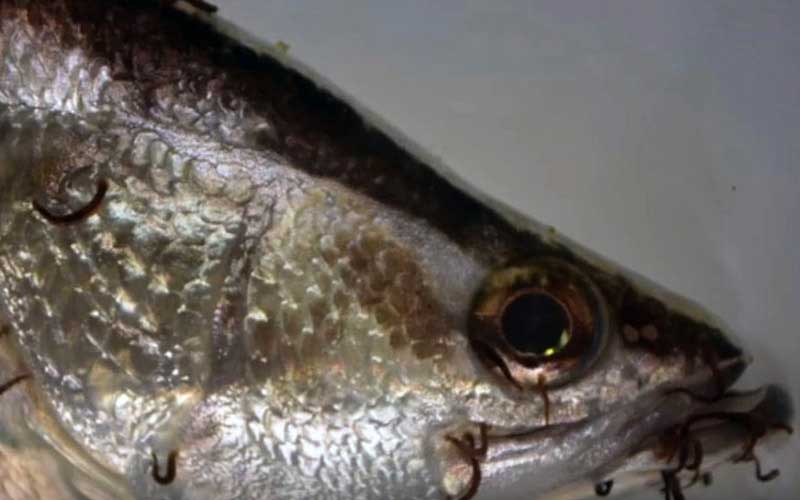 Un gros plan sur la tête d'un poisson infesté de nombreux parasites externes.