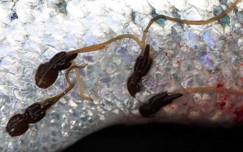 Une vue macroscopique de parasites fixés sur la peau et les écailles d'un poisson.