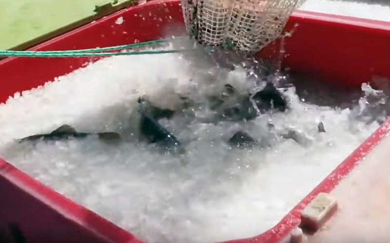 Un bac rouge contenant de la glace et des poissons remuant vigoureusement.