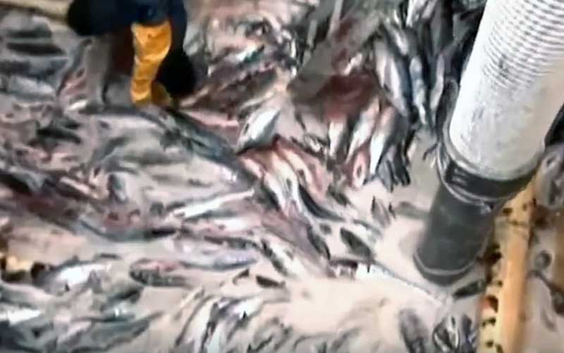 Une masse importante de poissons entassés et manipulés dans une installation de traitement.