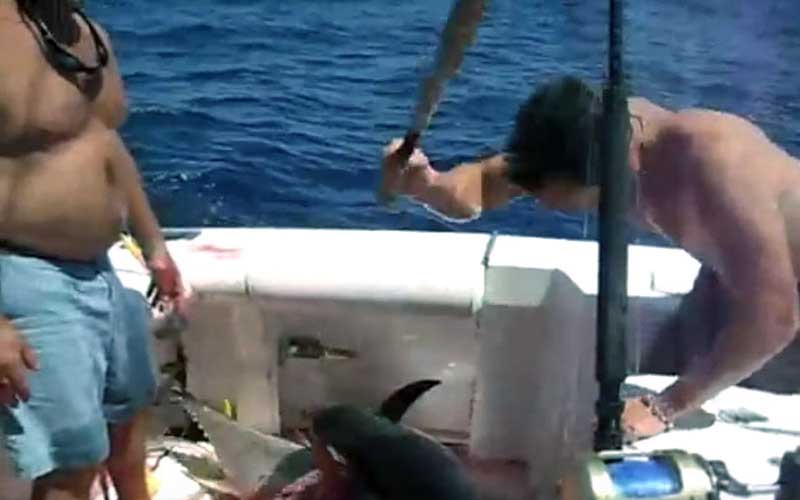 Des hommes sur un bateau s'apprêtant à frapper ou manipuler un poisson capturé à bord.