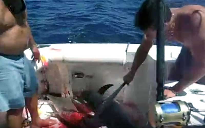 Une scène sur un bateau montrant des poissons capturés et ensanglantés sur le pont.