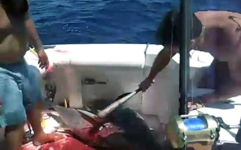 Une autre vue de la scène sur le bateau où l'on frappe un poisson capturé.
