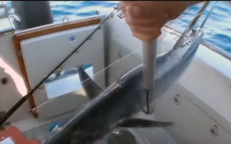 Une personne manipulant un poisson suspendu à bord d'un navire.