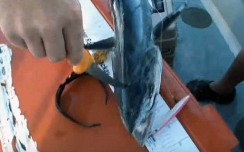 Un plan rapproché d'une personne tranchant ou coupant un poisson sur une surface à bord.