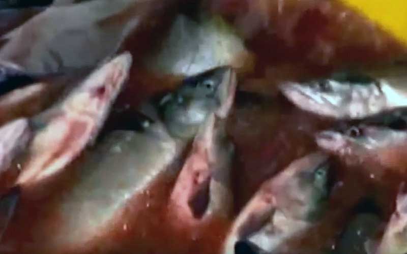 Un bassin rempli de poissons éviscérés baignant dans un liquide rouge sang.