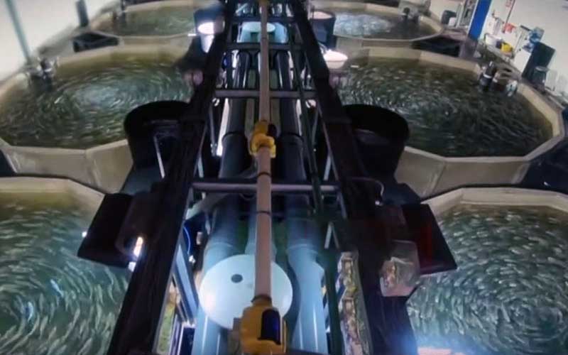 Une vue en hauteur d'une installation industrielle de pisciculture avec de multiples bassins circulaires.