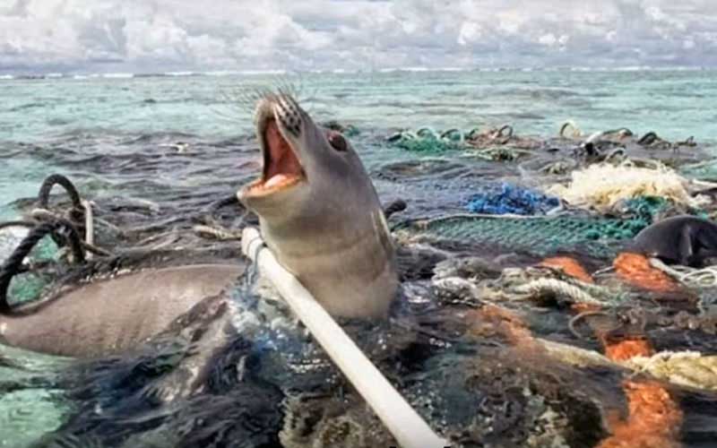 Un phoque piégé et entravé par des débris de plastique et des filets de pêche dans l'eau.
