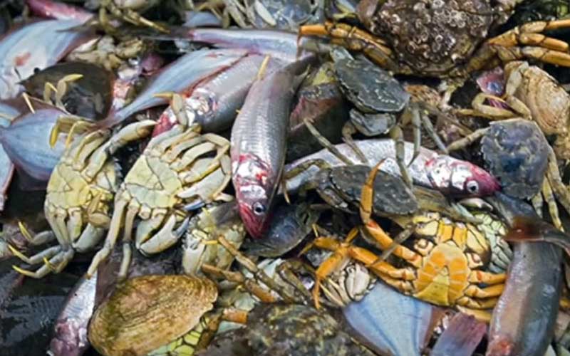 Un tas de poissons et de crabes capturés et entassés ensemble.