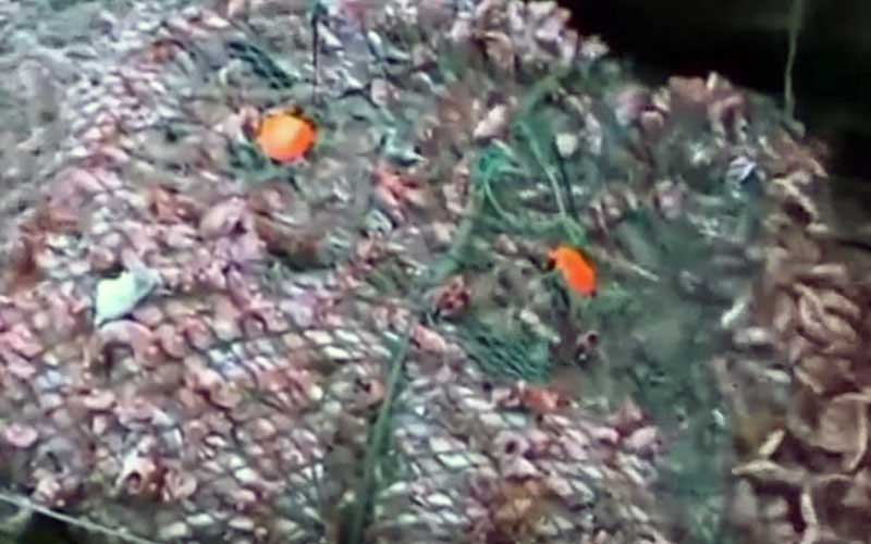 Un gros plan d'un filet de pêche recouvert d'une multitude de petits coquillages ou d'organismes marins.