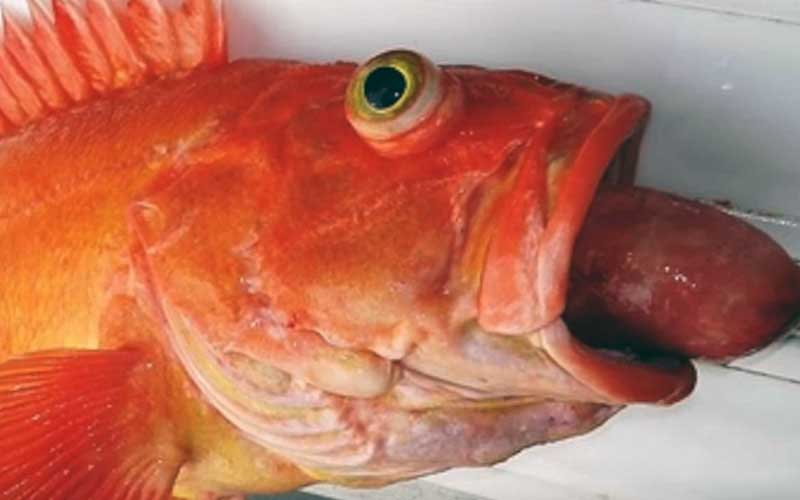 Gros plan sur la tête d'un poisson rouge avec un parasite ou un corps étranger sortant de sa bouche.