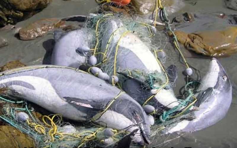 Plusieurs dauphins enchevêtrés et piégés dans des filets de pêche sur une rive.