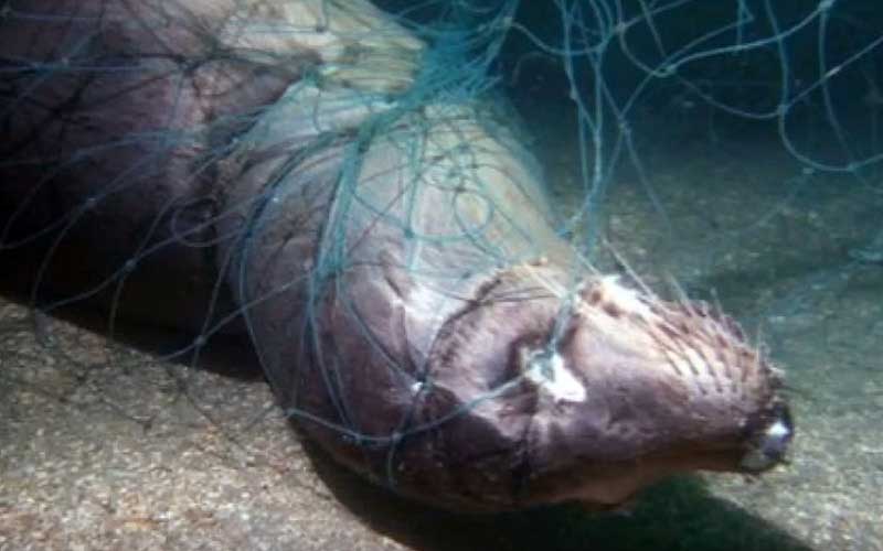 Un phoque lourdement entravé et pris au piège dans un filet de pêche sous-marin.