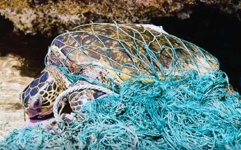 Une tortue marine empêtrée dans un tas de filets de pêche et de débris marins.