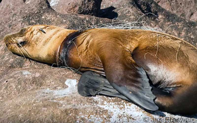 Un otarie ou phoque reposant sur des rochers avec un débris ou un câble serré autour de son cou.