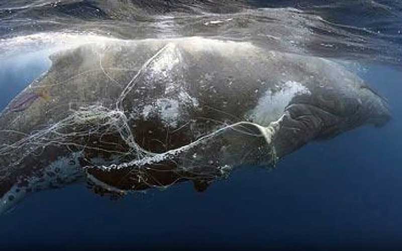 Une grande baleine nageant en mer, empêtrée dans des filets et des lignes de pêche.