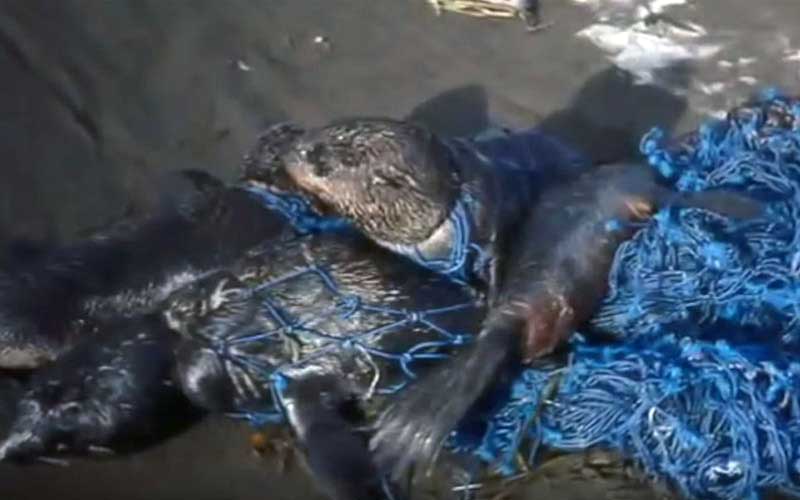 Plusieurs otaries ou phoques s'entassant sur une plage, enchevêtrés dans des filets de pêche bleus.