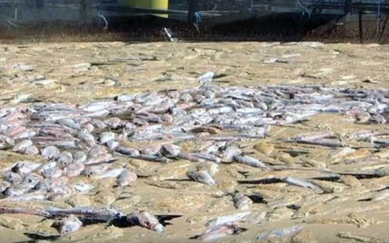 Un grand nombre de poissons morts échoués et amassés sur une zone côtière ou sablonneuse.
