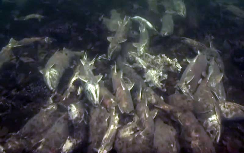 Une vue sous-marine d'une grande quantité de poissons morts ou de carcasses reposant sur le fond marin.