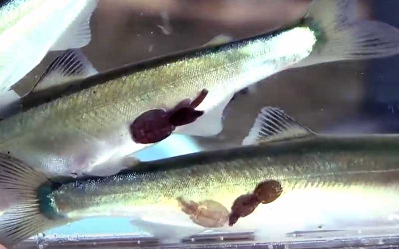 Deux petits poissons portant des parasites externes attachés sur leur abdomen dans un réservoir.